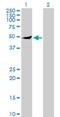 Inositol-Pentakisphosphate 2-Kinase antibody, H00064768-B01P, Novus Biologicals, Western Blot image 