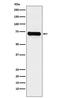 Lysyl-TRNA Synthetase antibody, M02479-1, Boster Biological Technology, Western Blot image 