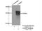 Cysteine Rich Secretory Protein 3 antibody, 14847-1-AP, Proteintech Group, Immunoprecipitation image 