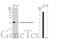 Anterior Gradient 2, Protein Disulphide Isomerase Family Member antibody, GTX135344, GeneTex, Western Blot image 