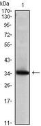 Secretoglobin Family 2A Member 2 antibody, MA5-15716, Invitrogen Antibodies, Western Blot image 