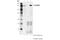 Pleckstrin Homology And RUN Domain Containing M1 antibody, 66012S, Cell Signaling Technology, Immunoprecipitation image 