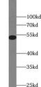 Zinc finger and SCAN domain-containing protein 21 antibody, FNab09758, FineTest, Western Blot image 