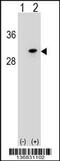 RNA Polymerase II Subunit D antibody, 59-030, ProSci, Western Blot image 