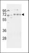 Autophagy Related 16 Like 1 antibody, LS-C156573, Lifespan Biosciences, Western Blot image 