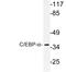 CCAAT Enhancer Binding Protein Alpha antibody, LS-C176665, Lifespan Biosciences, Western Blot image 