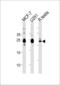 Growth Factor, Augmenter Of Liver Regeneration antibody, LS-C166442, Lifespan Biosciences, Western Blot image 