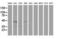 Sequestosome 1 antibody, LS-C785454, Lifespan Biosciences, Western Blot image 