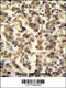 Tetratricopeptide Repeat Domain 39B antibody, 55-565, ProSci, Immunohistochemistry paraffin image 