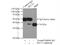 SEC13 Homolog, Nuclear Pore And COPII Coat Complex Component antibody, 15397-1-AP, Proteintech Group, Immunoprecipitation image 