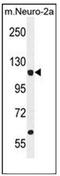 Leucyl-TRNA Synthetase antibody, AP52444PU-N, Origene, Western Blot image 