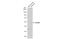 Amyloid Beta Precursor Protein Binding Family B Member 3 antibody, GTX109699, GeneTex, Western Blot image 