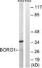 CDC42 Effector Protein 2 antibody, TA315054, Origene, Western Blot image 