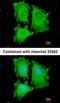 Eukaryotic Translation Initiation Factor 5A2 antibody, orb74027, Biorbyt, Immunofluorescence image 