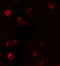 T-Box 21 antibody, 7477, ProSci, Immunofluorescence image 