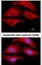 G1 To S Phase Transition 1 antibody, PA5-28256, Invitrogen Antibodies, Immunofluorescence image 