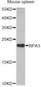 Replication Protein A3 antibody, LS-C749072, Lifespan Biosciences, Western Blot image 