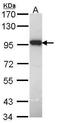 Dual Specificity Phosphatase 16 antibody, GTX113995, GeneTex, Western Blot image 