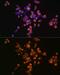 Annexin A5 antibody, GTX30049, GeneTex, Immunocytochemistry image 