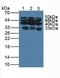 Glypican 1 antibody, LS-C298960, Lifespan Biosciences, Western Blot image 