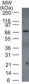 Tumor Protein P73 antibody, NB100-56435, Novus Biologicals, Western Blot image 