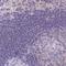 Neurobeachin Like 1 antibody, NBP2-33568, Novus Biologicals, Immunohistochemistry frozen image 