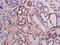 ABI Family Member 3 antibody, GTX60228, GeneTex, Immunohistochemistry paraffin image 