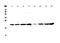 Glyoxalase I antibody, A01703-1, Boster Biological Technology, Western Blot image 