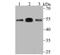 ERGIC And Golgi 3 antibody, NBP2-76928, Novus Biologicals, Western Blot image 