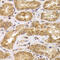 Anaphase Promoting Complex Subunit 5 antibody, 22-706, ProSci, Immunohistochemistry frozen image 
