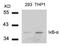 NFKB Inhibitor Alpha antibody, 79-350, ProSci, Western Blot image 