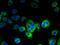 Glutamic-Oxaloacetic Transaminase 2 antibody, A51441-100, Epigentek, Immunofluorescence image 