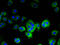 FABPpm antibody, A51441-100, Epigentek, Immunofluorescence image 