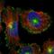 Myoferlin antibody, HPA014245, Atlas Antibodies, Immunofluorescence image 