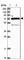 Peptidyl Arginine Deiminase 3 antibody, HPA043739, Atlas Antibodies, Western Blot image 