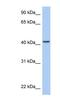 AT-Rich Interaction Domain 3C antibody, NBP1-79363, Novus Biologicals, Western Blot image 