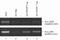 Regulatory Factor X Associated Protein antibody, 49-1034, Invitrogen Antibodies, Chromatin Immunoprecipitation image 