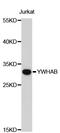 Tyrosine 3-Monooxygenase/Tryptophan 5-Monooxygenase Activation Protein Beta antibody, abx127085, Abbexa, Western Blot image 