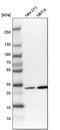 Complement C1q Binding Protein antibody, PA5-55318, Invitrogen Antibodies, Western Blot image 