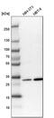 Complement C1q Binding Protein antibody, PA5-55318, Invitrogen Antibodies, Western Blot image 