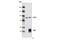 GIT ArfGAP 1 antibody, 2919S, Cell Signaling Technology, Immunoprecipitation image 