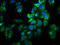 Solute Carrier Family 26 Member 9 antibody, LS-C682325, Lifespan Biosciences, Immunofluorescence image 