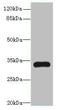 Transmembrane Protein 177 antibody, A63600-100, Epigentek, Western Blot image 