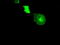 Crystallin Alpha B antibody, LS-C114647, Lifespan Biosciences, Immunofluorescence image 