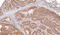 Tripartite Motif Containing 23 antibody, LS-C185334, Lifespan Biosciences, Immunohistochemistry frozen image 