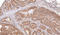 Ard1 antibody, LS-C185334, Lifespan Biosciences, Immunohistochemistry frozen image 