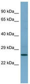 APAF1 Interacting Protein antibody, TA345088, Origene, Western Blot image 