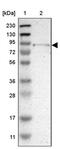 TRNA-YW Synthesizing Protein 1 Homolog antibody, PA5-53316, Invitrogen Antibodies, Western Blot image 