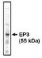Prostaglandin E Receptor 3 antibody, MBS395153, MyBioSource, Western Blot image 