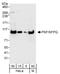 SFPQ antibody, A301-321A, Bethyl Labs, Western Blot image 